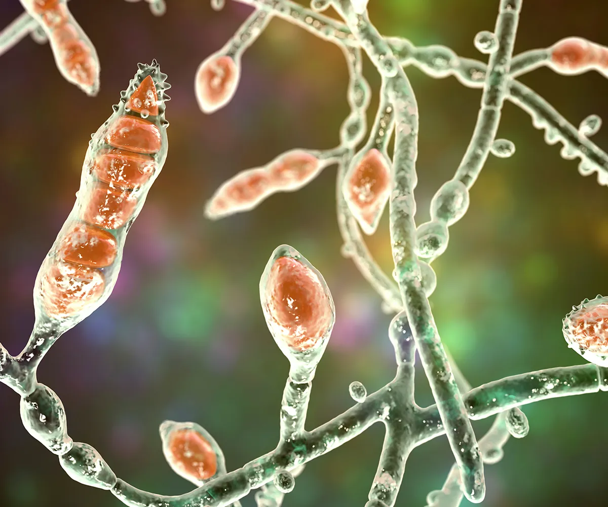 Schemadarstellung von Bakterien