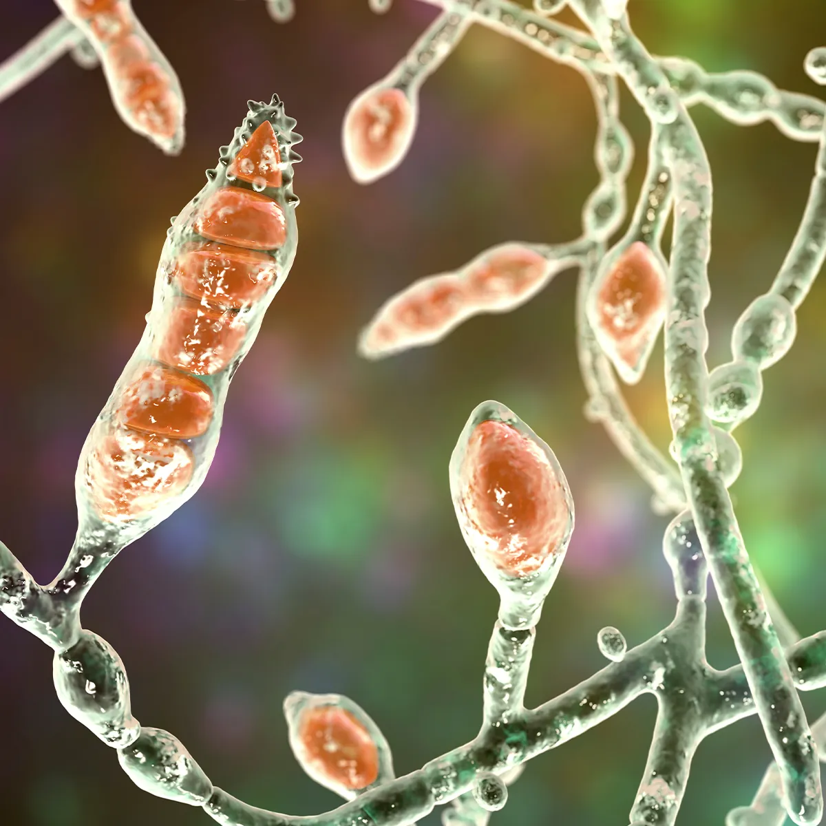 Pilzinfektion Ursachen Mikroorganismen Fadenpilze Schemadarstellung von Bakterien